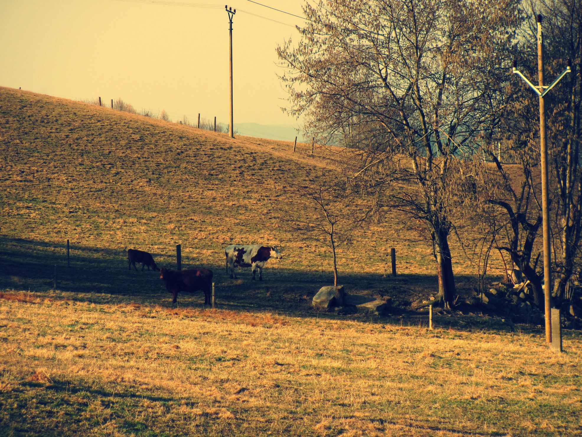 bolikovice_village_spring_DAG